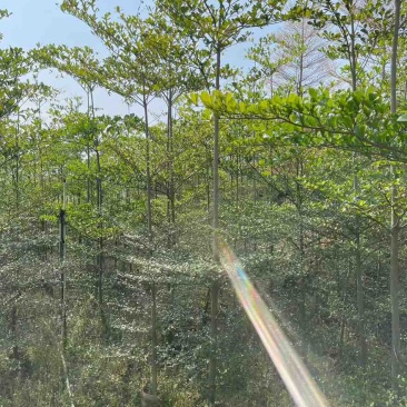 小叶榄仁原生苗1-8分，一手货源，基地直销，大量低价出售