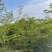 小叶榄仁原生苗1-8分，一手货源，基地直销，大量低价出售