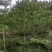 小叶榄仁原生苗1-8分，一手货源，基地直销，大量低价出售