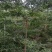 小叶榄仁原生苗1-8分，一手货源，基地直销，大量低价出售