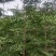小叶榄仁原生苗1-8分，一手货源，基地直销，大量低价出售