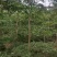 小叶榄仁原生苗1-8分，一手货源，基地直销，大量低价出售