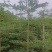 小叶榄仁原生苗1-8分，一手货源，基地直销，大量低价出售
