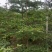 小叶榄仁原生苗1-8分，一手货源，基地直销，大量低价出售