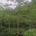 小叶榄仁原生苗1-8分，一手货源，基地直销，大量低价出售