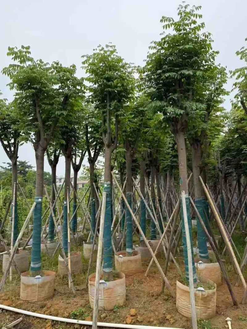 黄山栾树(国庆花)8-25分，一手货源，基地直销，大量低价出