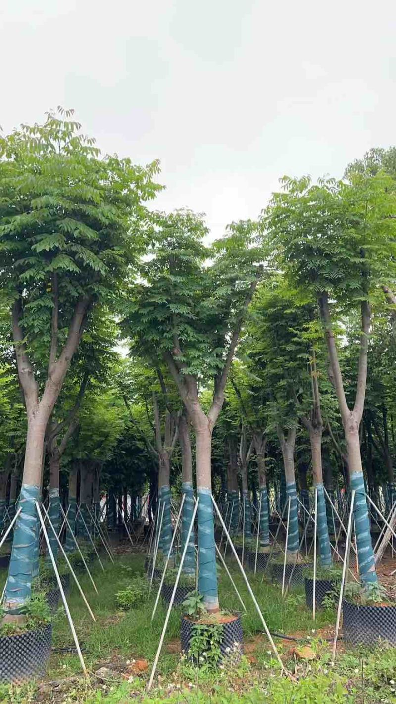 黄山栾树(国庆花)8-25分，一手货源，基地直销，大量低价出
