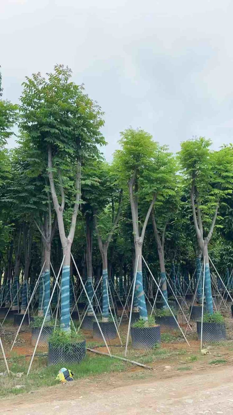 国庆花(黄山栾树)10-25分，截杠，骨架，大量低价出售