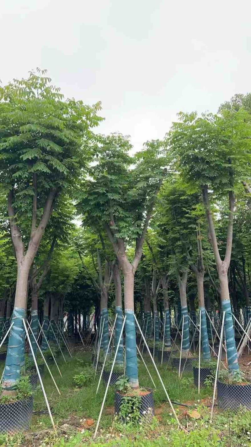 国庆花(黄山栾树)10-25分，截杠，骨架，大量低价出售