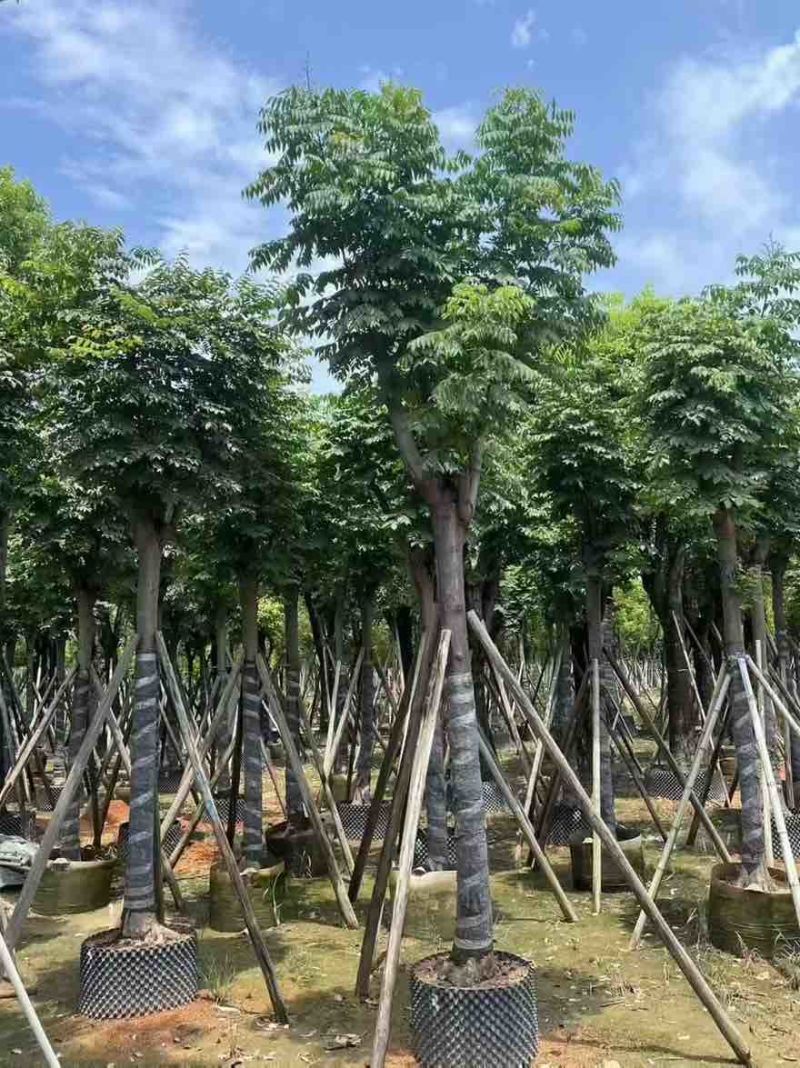 国庆花(黄山栾树)10-25分，截杠，骨架，大量低价出售