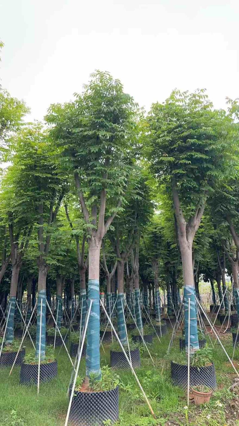 国庆花(黄山栾树)骨架8-25分，截杠，骨架，各种规格出售