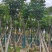 国庆花(黄山栾树)骨架8-25分，截杠，骨架，各种规格出售