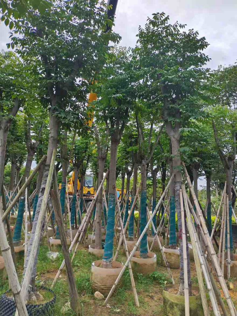 国庆花(黄山栾树)骨架8-25分，截杠，骨架，各种规格出售