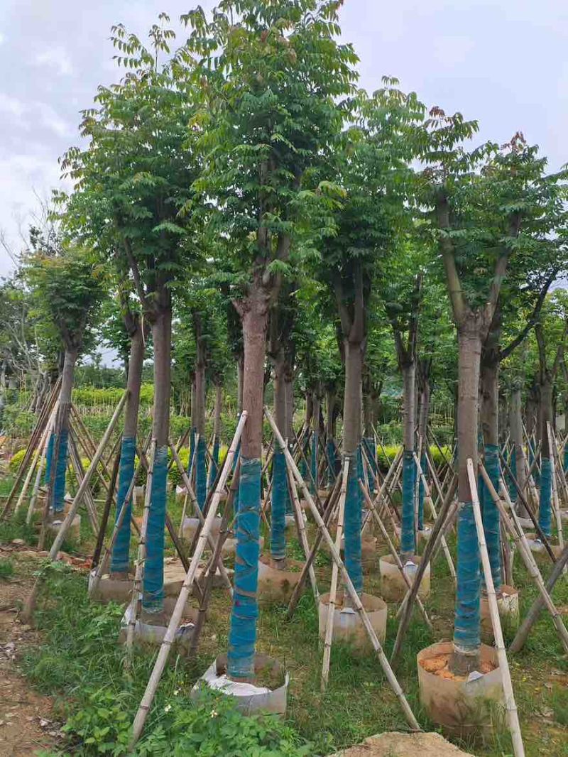 国庆花(黄山栾树)骨架8-25分，截杠，骨架，各种规格出售