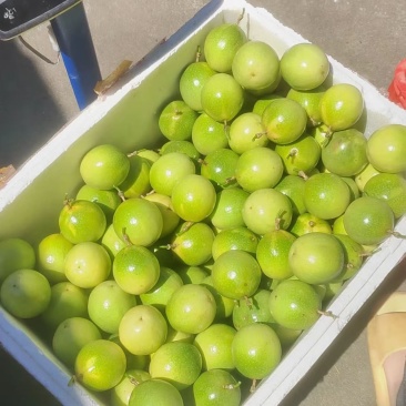 佳蜜2号大量有货