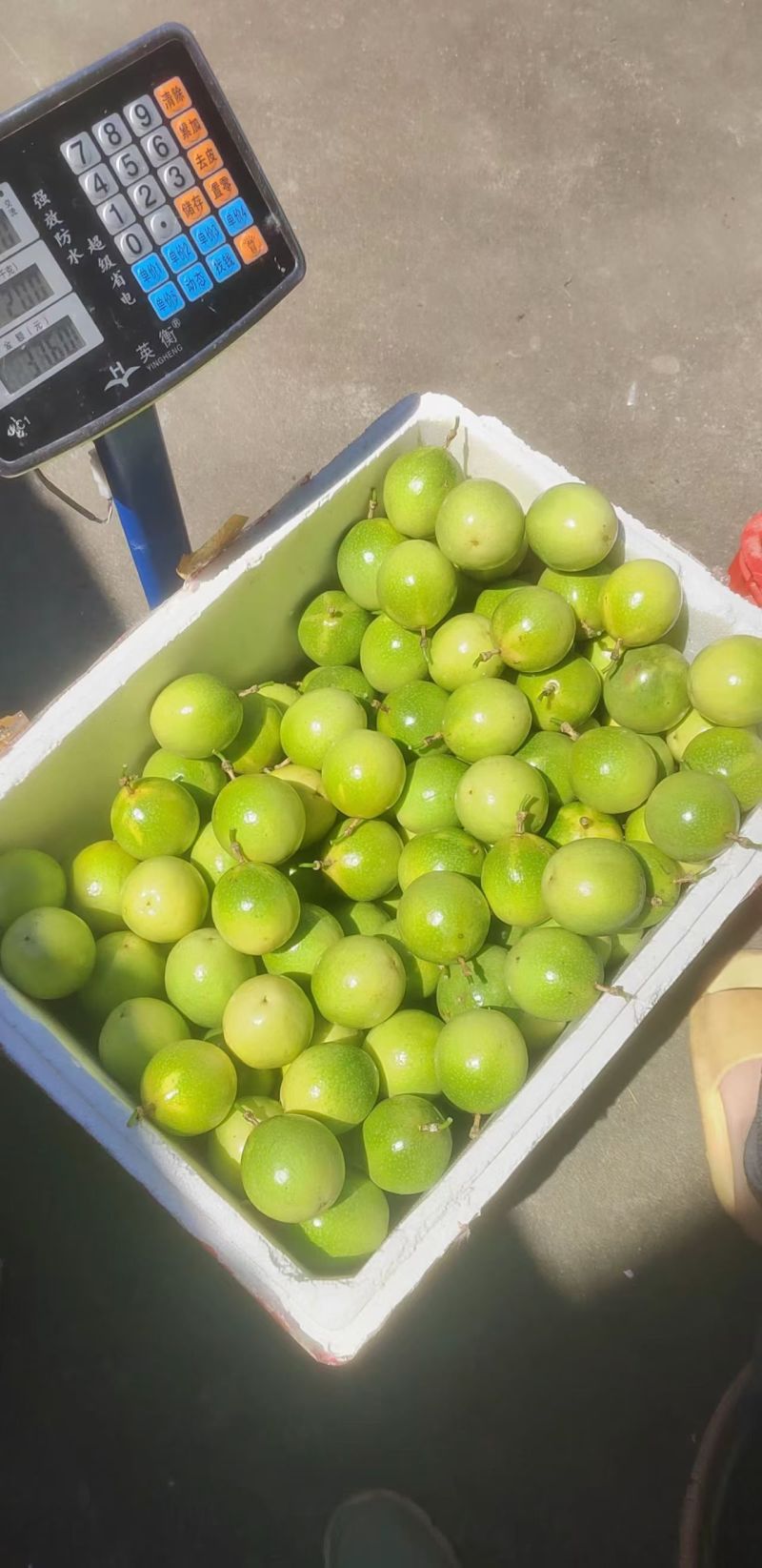 佳蜜2号大量有货