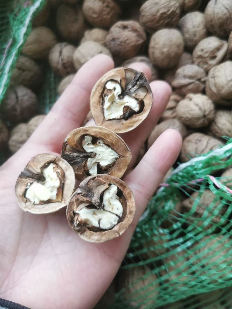 山西老树干核桃通果次果非薄皮