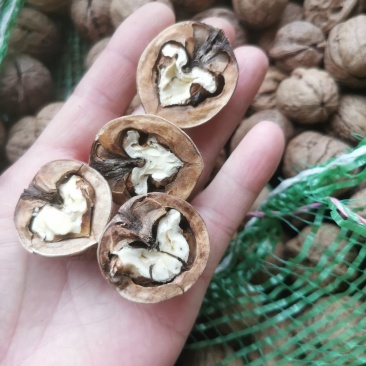 山西老树干核桃通果次果非薄皮