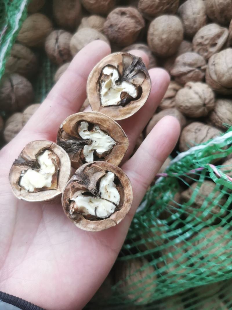 山西老树干核桃通果次果非薄皮