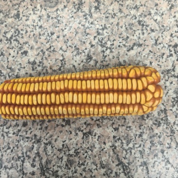金皇后玉米面
