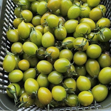 新鲜採摘小番茄