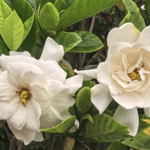 栀子花鲜切条，栀子花苗