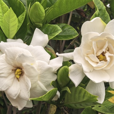 栀子花鲜切条，栀子花苗