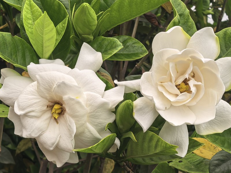 栀子花鲜切条，栀子花苗