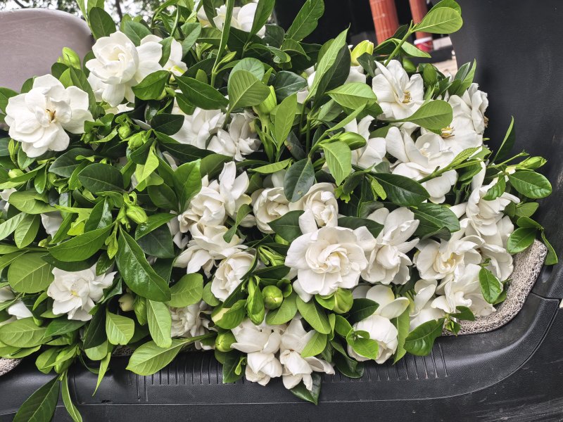 栀子花鲜切条，栀子花苗