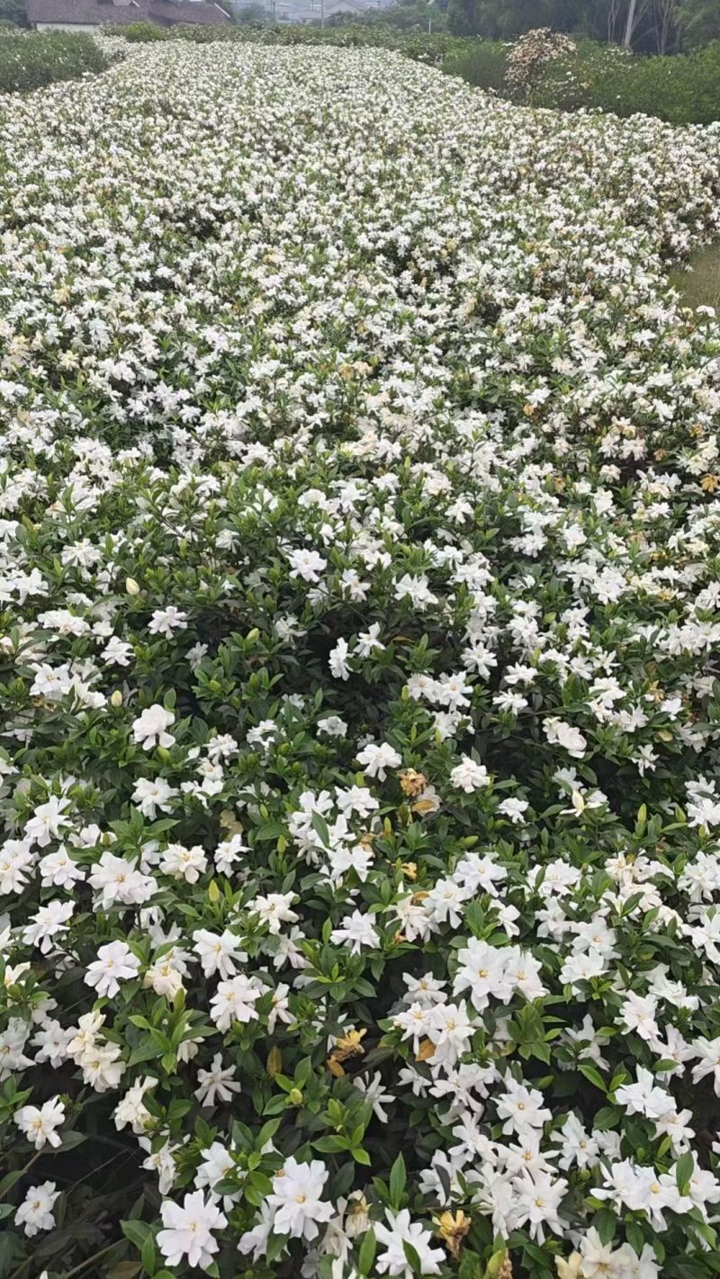 栀子花鲜切条，栀子花苗
