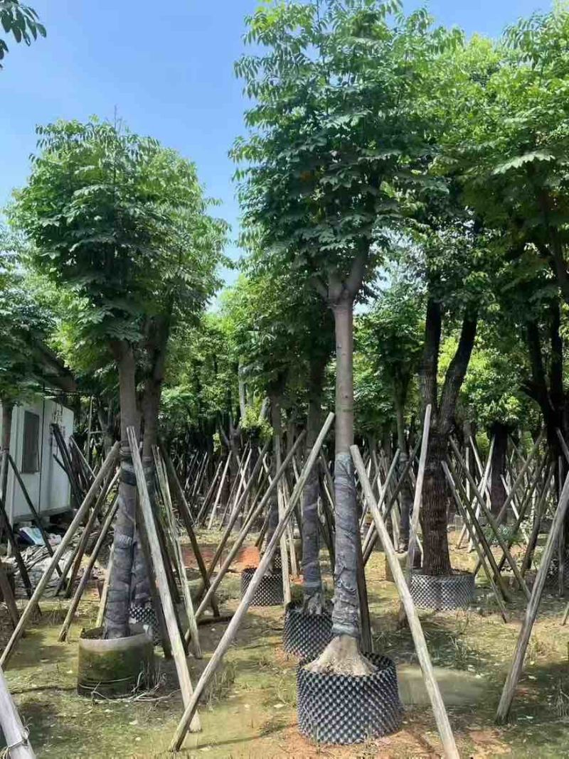 国庆花(黄山栾树)骨架10-25分，一手货源，基地直销