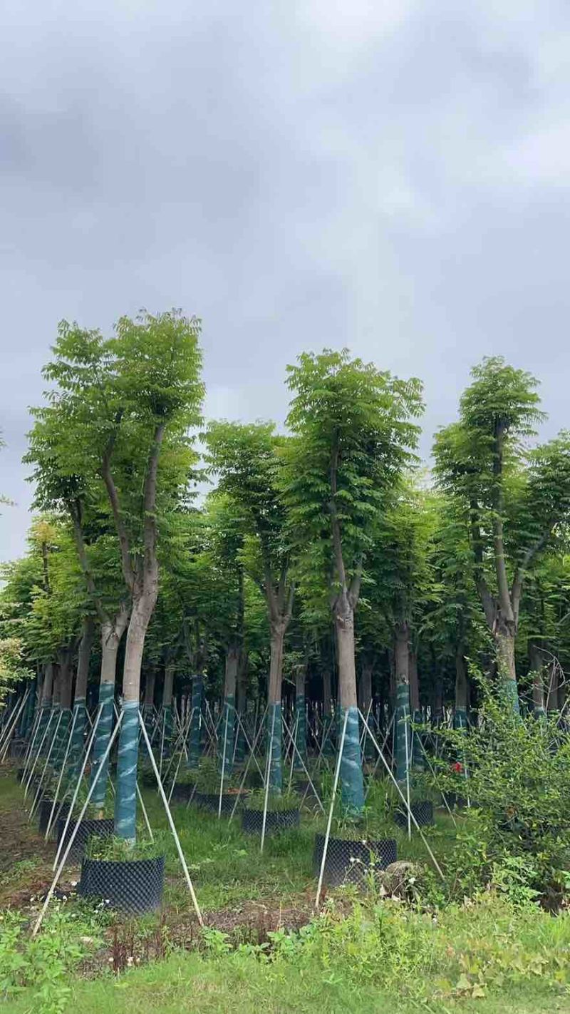 国庆花(黄山栾树)骨架10-25分，一手货源，基地直销