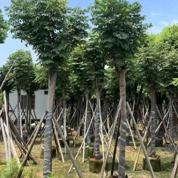 国庆花(黄山栾树)骨架10-25分，一手货源，基地直销