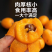 贵州荔波枇杷