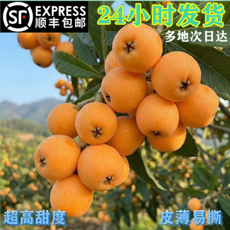贵州荔波枇杷