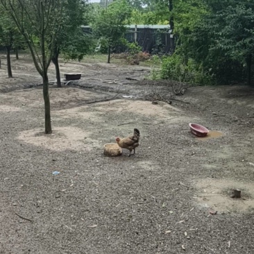 树林散养土鸡