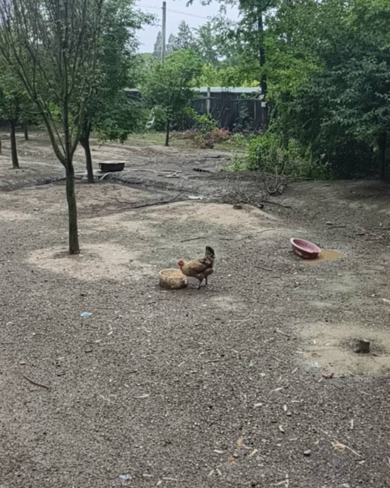 树林散养土鸡