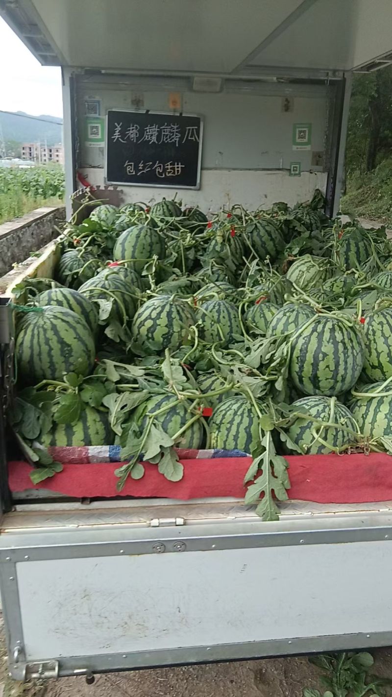 大棚麒麟瓜