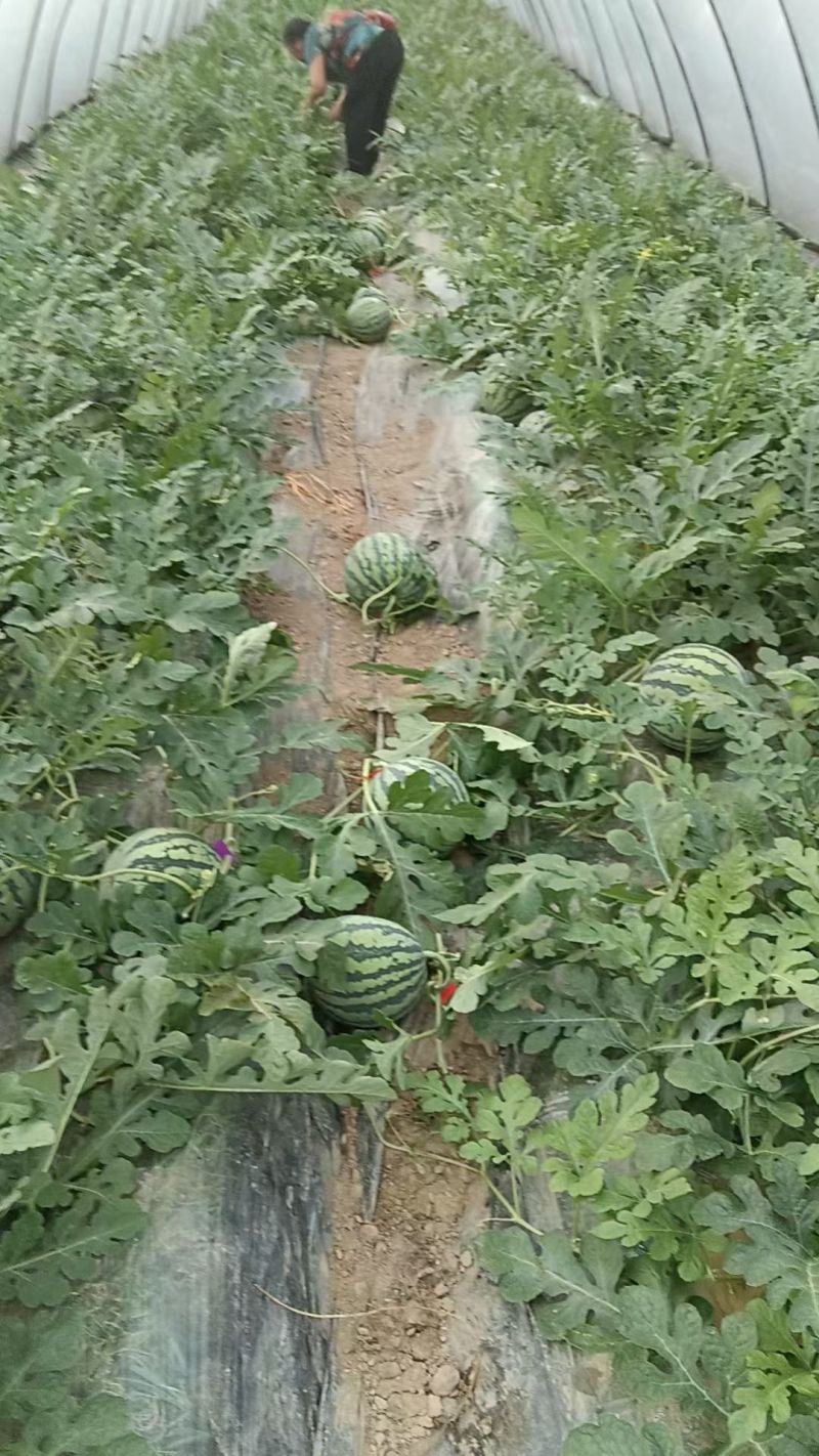 大棚麒麟瓜