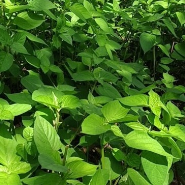 自己种的血通菜