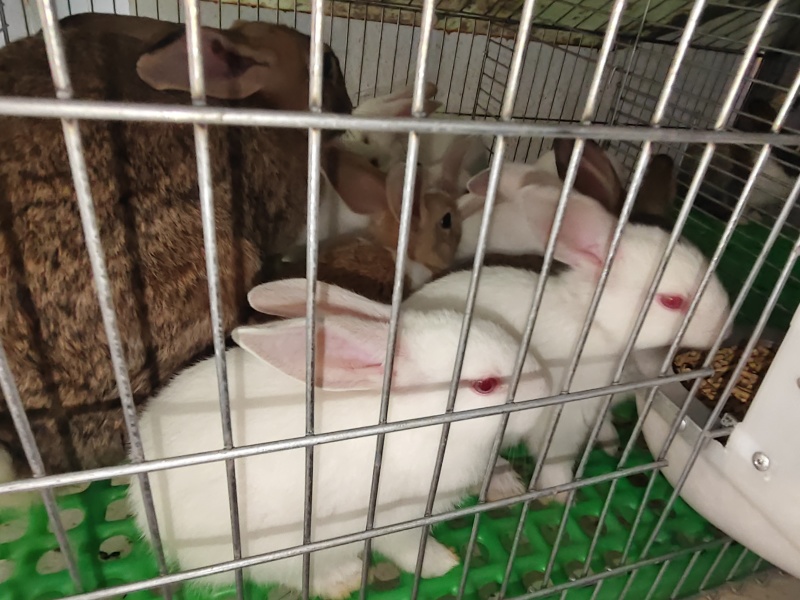 长期出售商品兔（8），种兔，仔兔