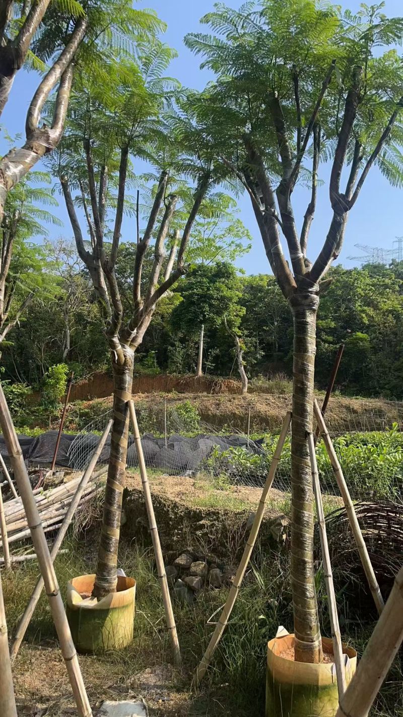 蓝花楹12-15公分，普宁苗木
