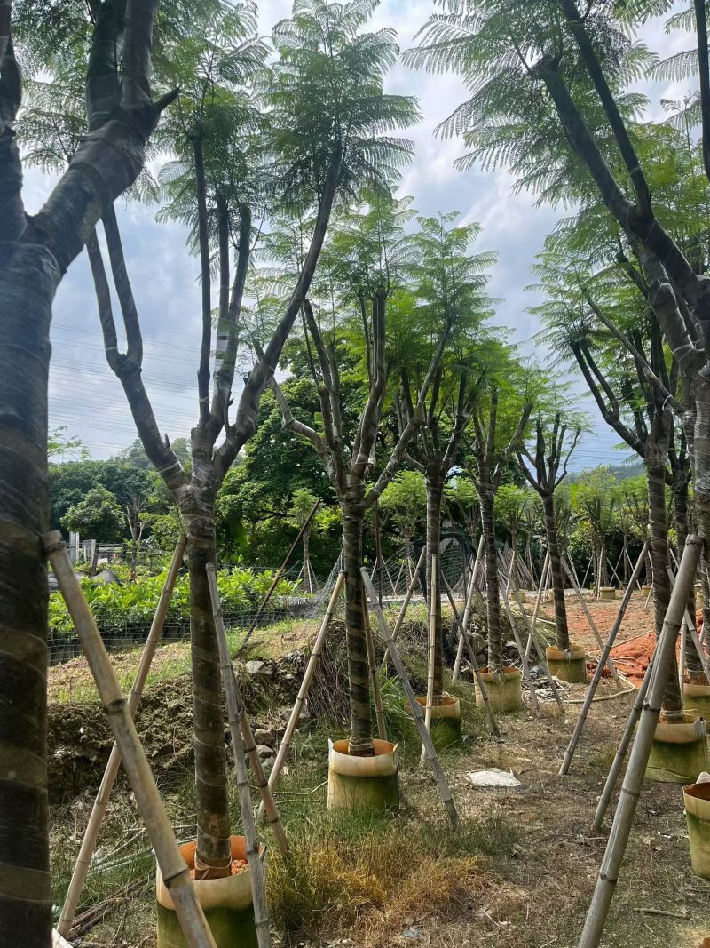 蓝花楹12-15公分，普宁苗木