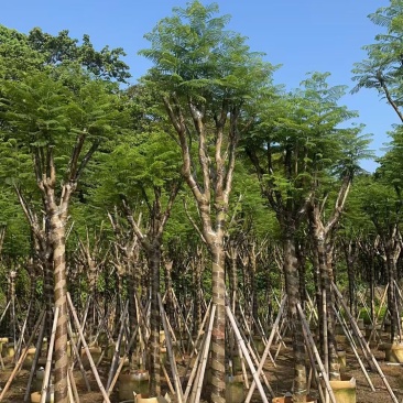 蓝花楹12-15公分，普宁苗木