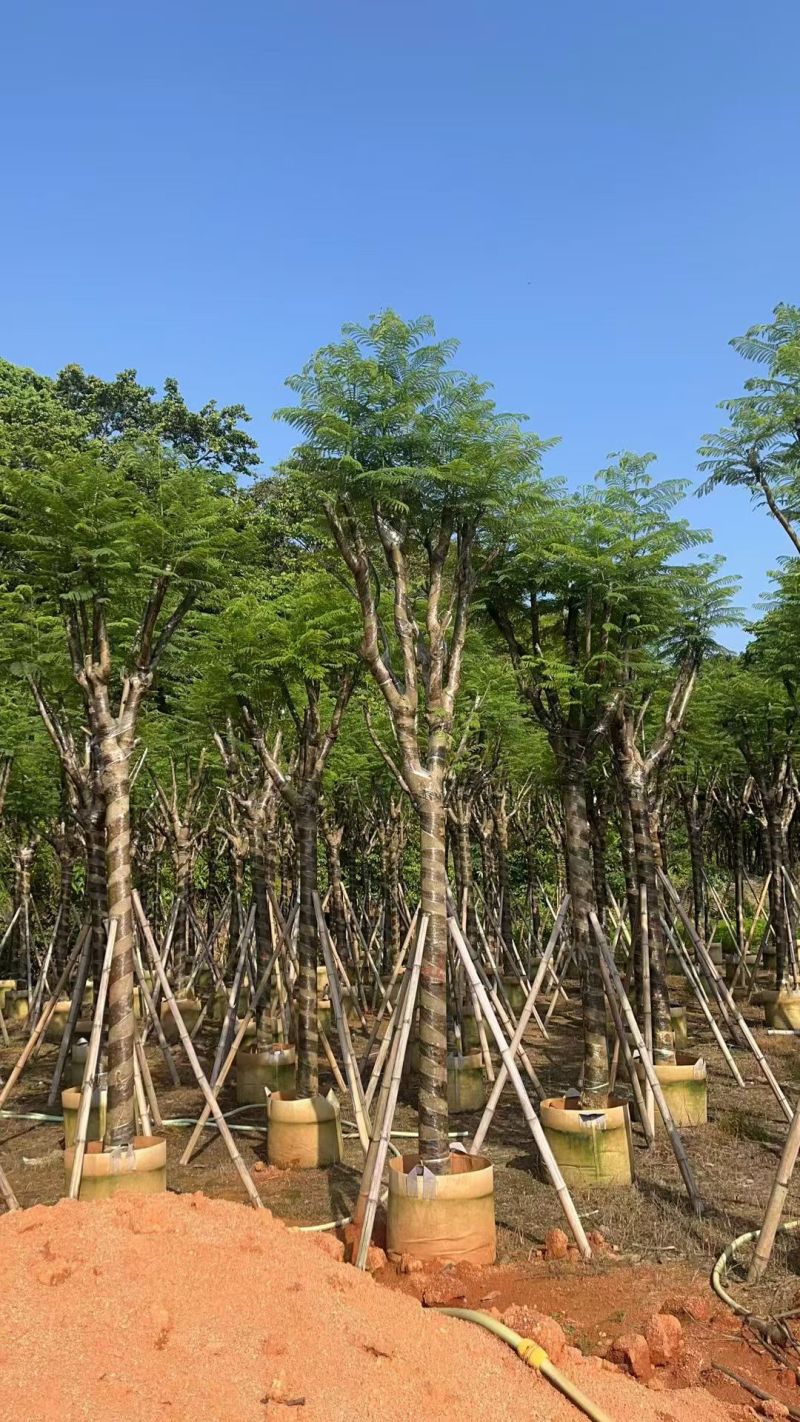 蓝花楹12-15公分，普宁苗木