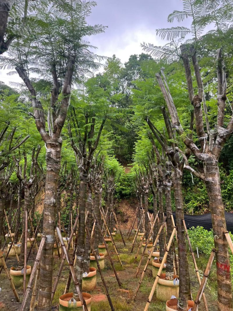 蓝花楹12-15公分，普宁苗木
