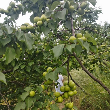 新泰珍珠油杏