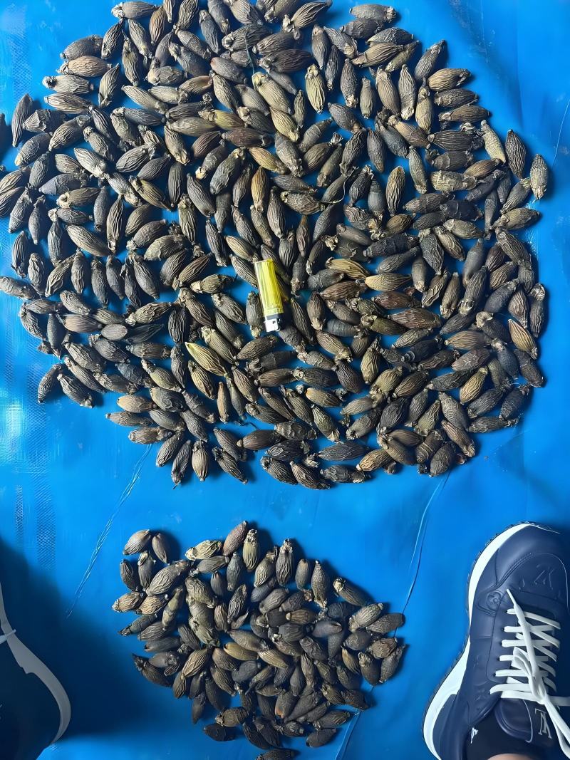 果大