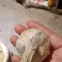 大🧄
