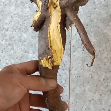土大黄
